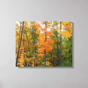 Fall Maple Trees Autumn Nature Photography Canvas Print