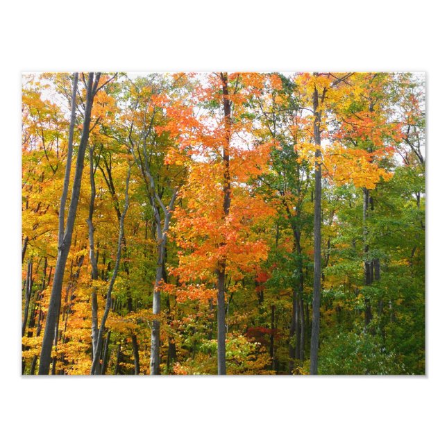 Fall Maple Trees Autumn Nature Photography Photo Print (Front)