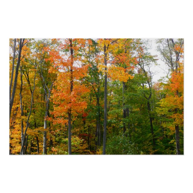 Fall Maple Trees Autumn Nature Photography Poster (Front)