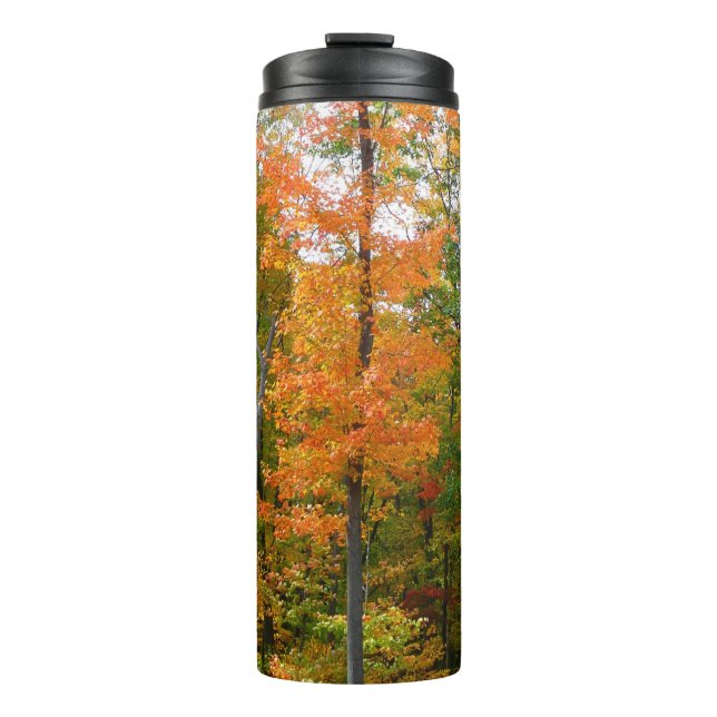 Fall Maple Trees Autumn Nature Photography Thermal Tumbler (Front)
