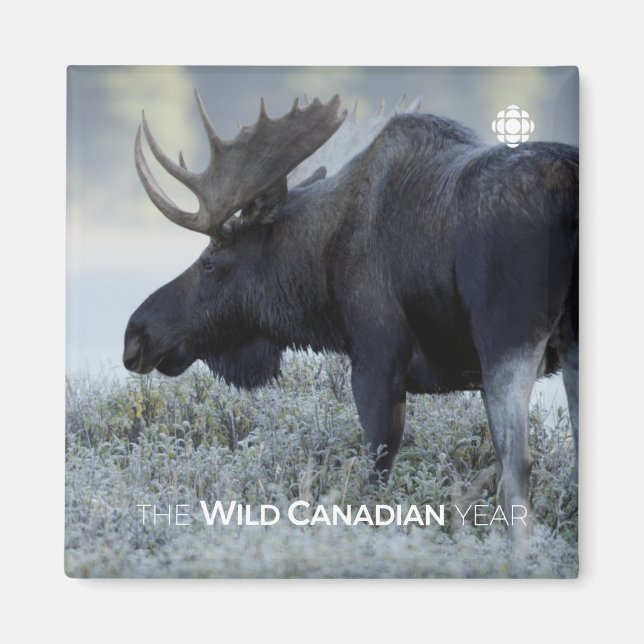Fall - Moose Magnet (Front)
