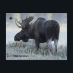 Fall - Moose Postcard<br><div class="desc">Photo by: Hugo Kitching. Male moose stands on edge of misty lake, in early autumn frost. Location: Maligne Lake, Alberta_x000D_ _x000D_ From the creators of the acclaimed series WILD CANADA, comes a new five-part legacy series, which will view Canada’s extraordinary wildlife through the lens of its four distinct seasons. For...</div>