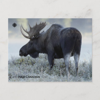 Fall - Moose Postcard