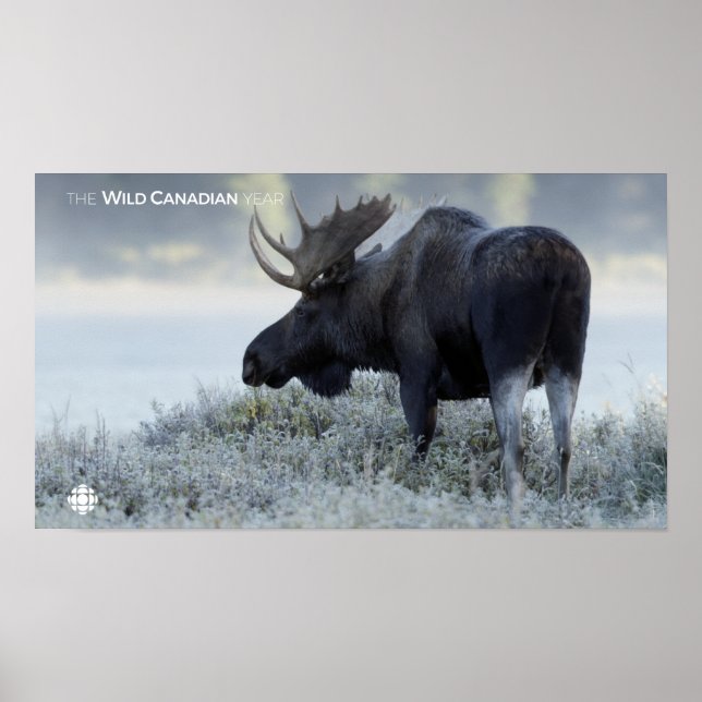 Fall - Moose Poster (Front)