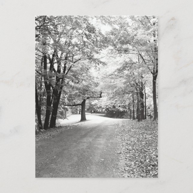 Fall Path Postcard (Front)