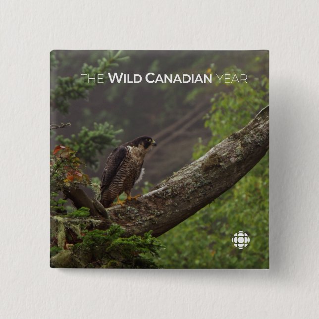 Fall - Peregrine Falcon 2 Inch Square Button (Front)