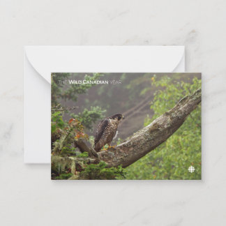 Fall - Peregrine Falcon Card