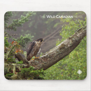 Fall - Peregrine Falcon Mouse Pad