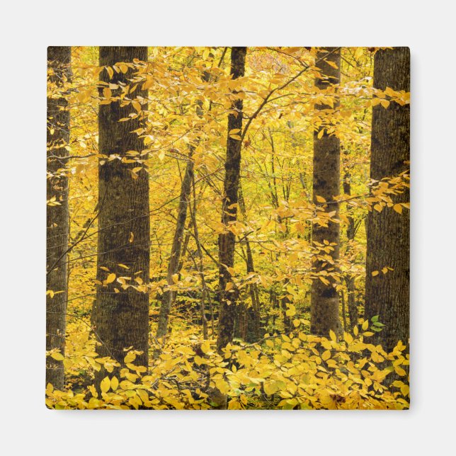 Fall Pisgah National Forest Magnet (Front)