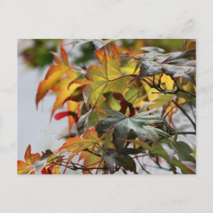 Fall Postcard