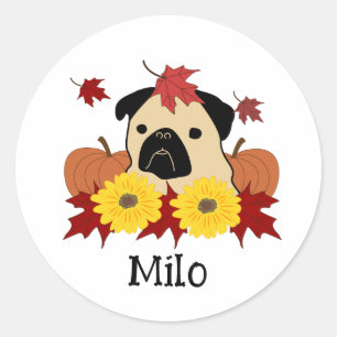 Fall Pug with Leaves, Pumpkins, and Sunflowers Classic Round Sticker