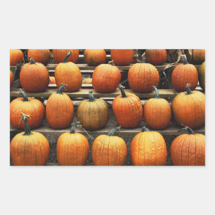 Fall pumpkins sticker