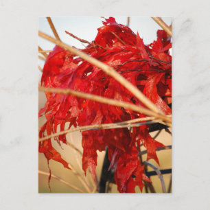 Fall Red Leaves/Autumn Postcard