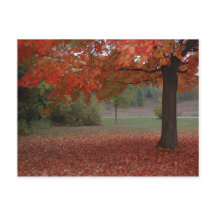 Fall Red Maple Tree - Postcard