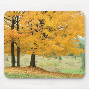 Fall Scene Mouse Pad