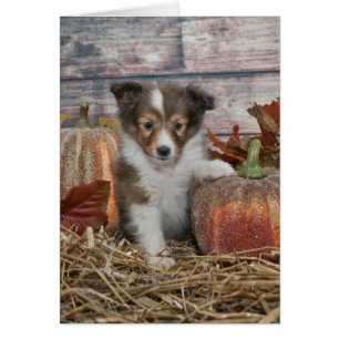 Fall Sheltie Puppy