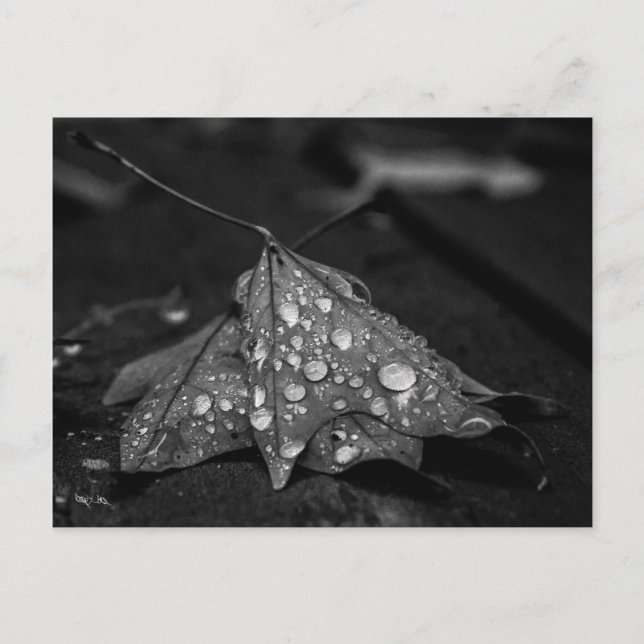 Fall Showers Postcard (Front)