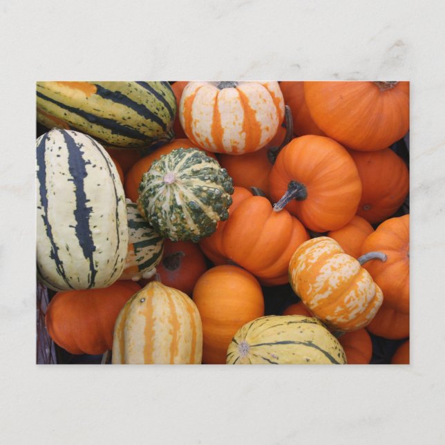 Fall Squash Harvest Postcard (Front)