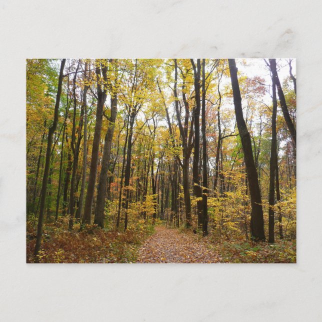 Fall Trail and Golden Leaves at Laurel Hill Park Postcard (Front)