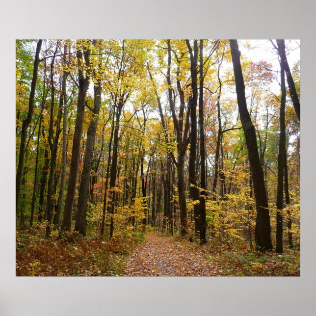 Fall Trail and Golden Leaves at Laurel Hill Park Poster (Front)