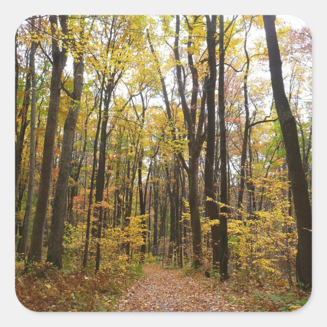 Fall Trail and Golden Leaves at Laurel Hill Park Square Sticker (Front)