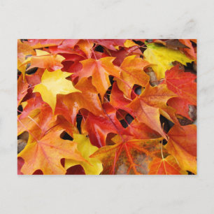 Fall Tree Leaves post cards Colourful Autumn Leave