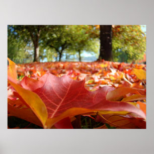 Fall Tree Leaves Posters Red Orange Leaves art