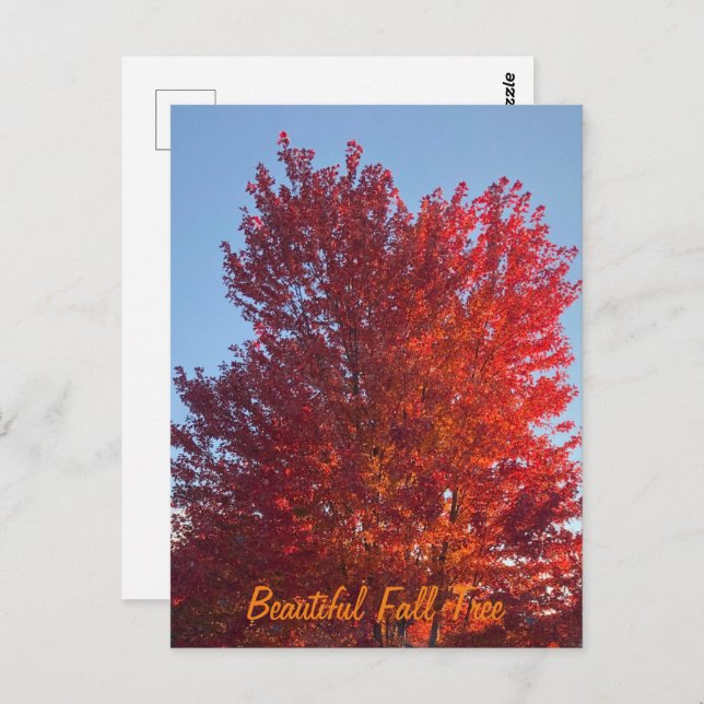 Fall Tree Picture |  Postcard (Front/Back)