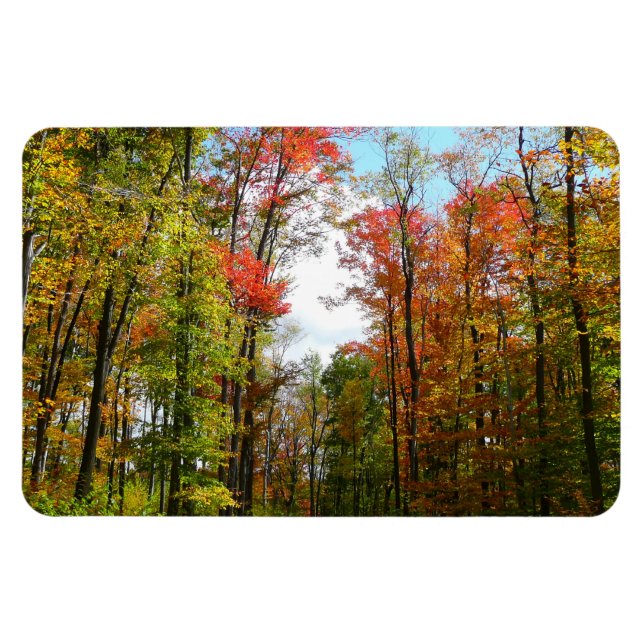 Fall Trees and Blue Sky Autumn Nature Photography Magnet (Horizontal)