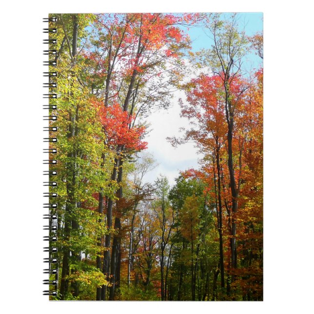 Fall Trees and Blue Sky Autumn Nature Photography Notebook (Front)