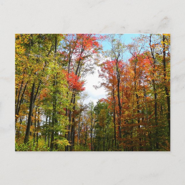 Fall Trees and Blue Sky Autumn Nature Photography Postcard (Front)