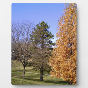 Fall Trees Plaque