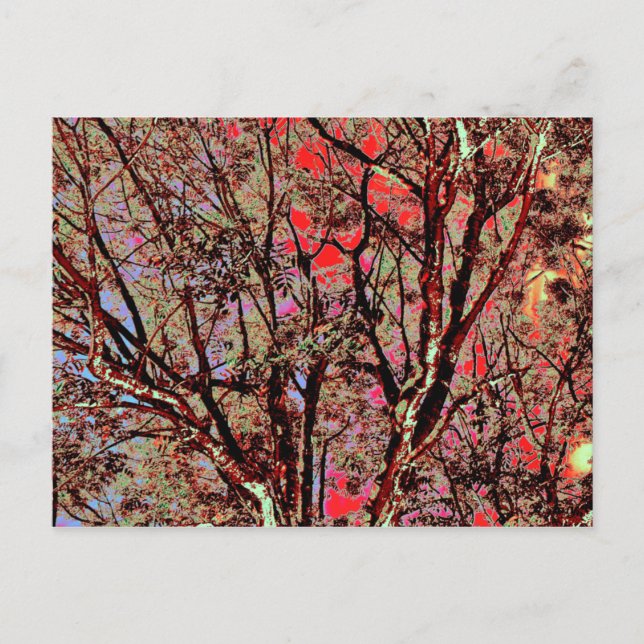 FALL TREES POSTCARD (Front)