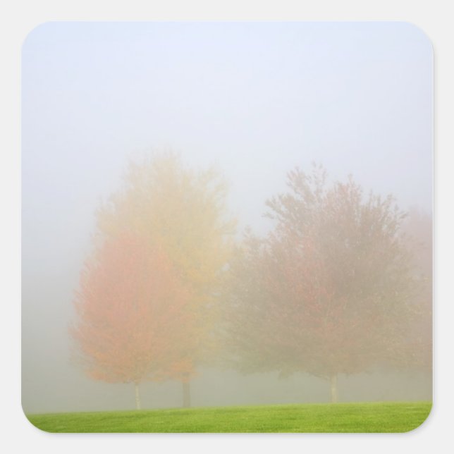Fall trees shrouded in mist square sticker (Front)