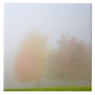 Fall trees shrouded in mist tile