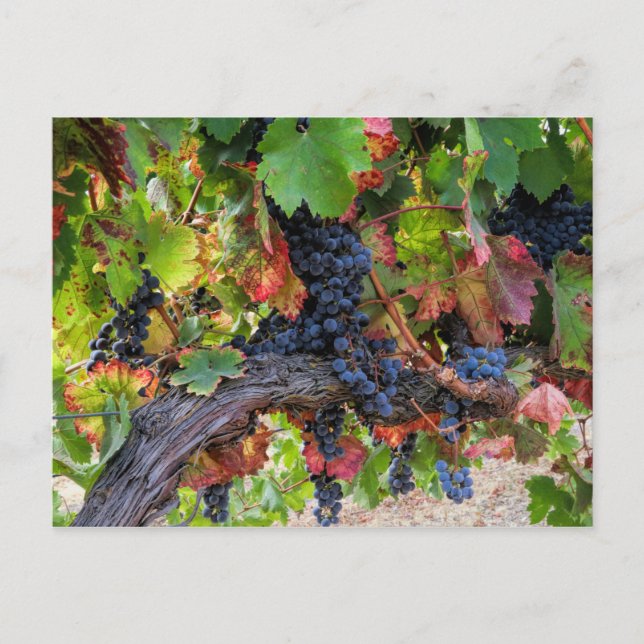 Fall Wine Grapes Vineyard Postcard (Front)