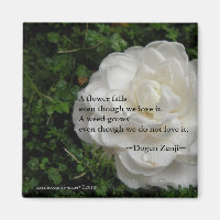 Fallen Camellia/ Zen Quote
