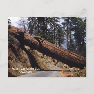 Fallen Giant Sequoia Tree California 1952 Postcard