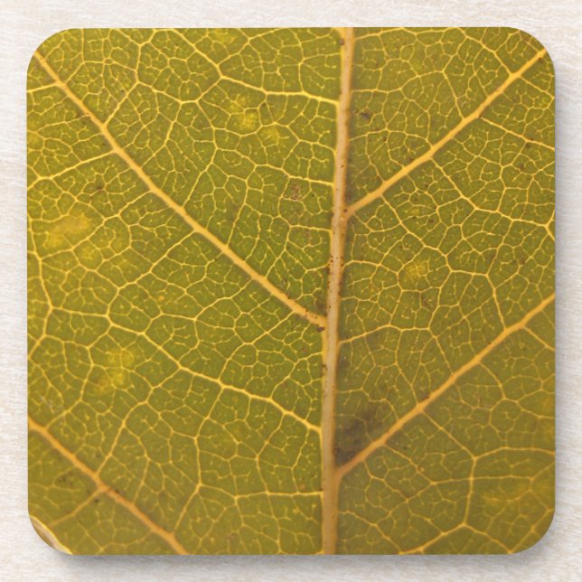 Fallen Leaf 13 Coaster (Front)