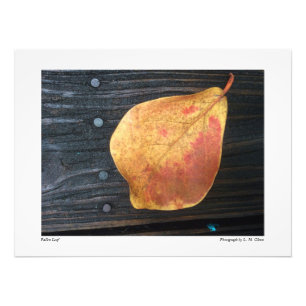 Fallen Leaf Photo Print
