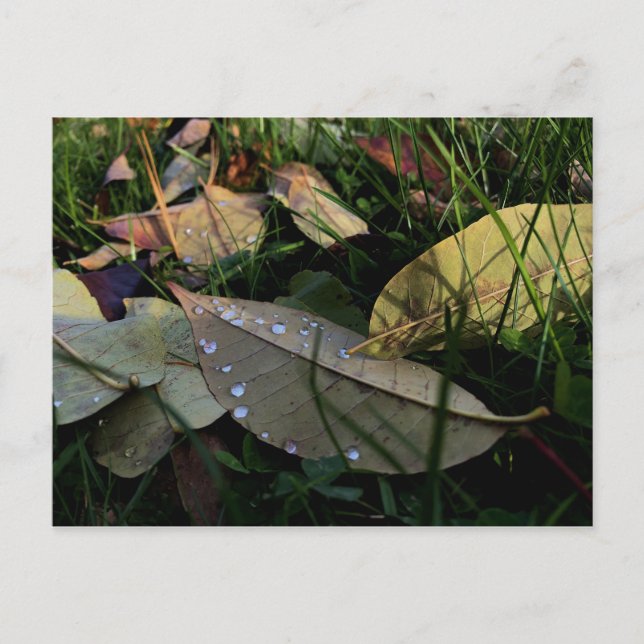 Fallen Leaves Postcard (Front)