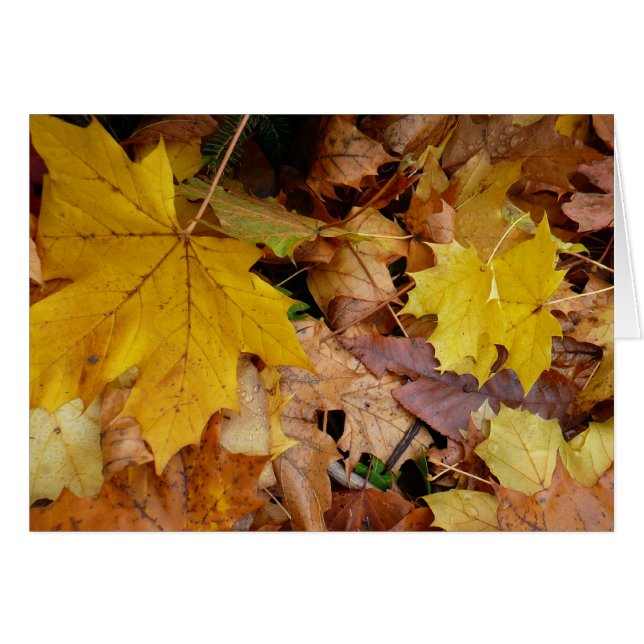 Fallen Maple Feuille Jaune Automne Nature (Devant horizontal)