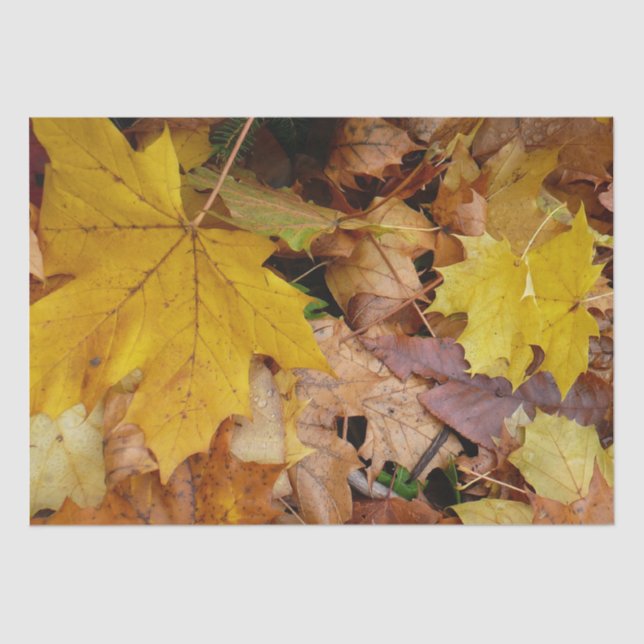 Fallen Maple Leaves Yellow Autumn Nature Tissue Paper (Front)