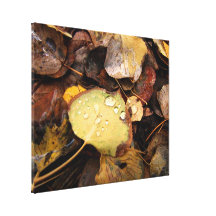 Fallen Splendour Gallery Wrap Canvas