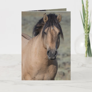 Fallen Star's Portrait Wild Horse Greeting Cards