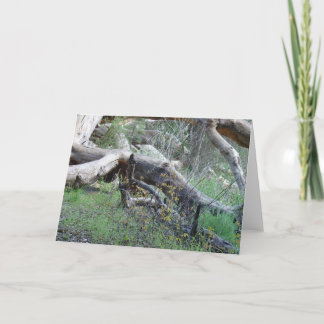 Fallen Tree Card