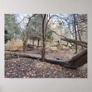 Fallen Trees Poster