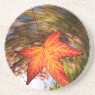 Falling Leaf from a tree in autumn Coaster