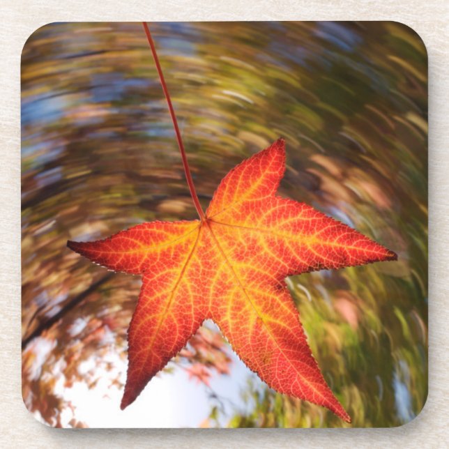 Falling Leaf from a tree in autumn Coaster (Front)