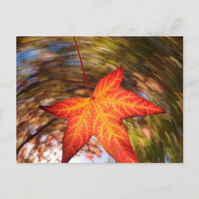 Falling Leaf from a tree in autumn Postcard (Front)